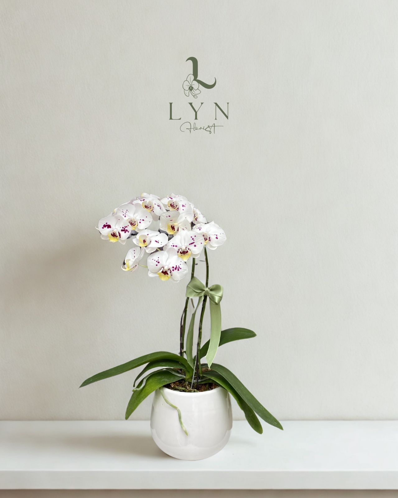 Chậu Hoa Lan Mini Y063-2V đơn